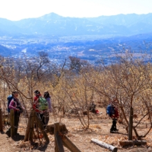 宝登山四季の丘ロウバイの画像