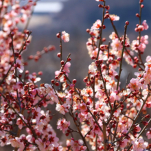 宝登山梅百花園の画像