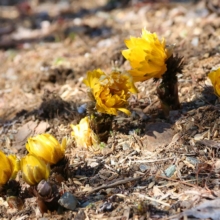 宝登山四季の丘福寿草の画像