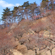 宝登山梅百花園の画像