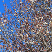 宝登山梅百花園の画像