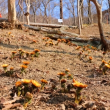 ムクゲ自然公園_秩父紅