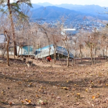 ムクゲ自然公園_秩父紅