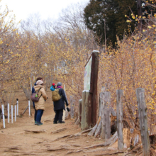 宝登山四季の丘ロウバイの画像