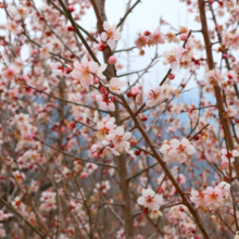 宝登山梅百花園の画像