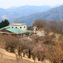 宝登山梅百花園の画像