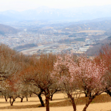 宝登山梅百花園の画像