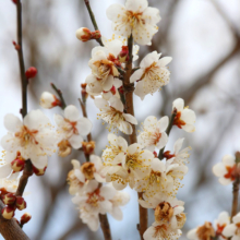 宝登山梅百花園の画像