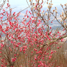 宝登山梅百花園の画像