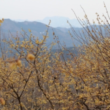 宝登山西ロウバイ園の画像