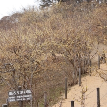 宝登山西ロウバイ園の画像