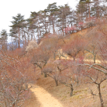 宝登山梅百花園の画像