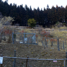 あずまや山福寿草とロウバイの画像