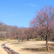 秩父ミューズパーク梅園の画像