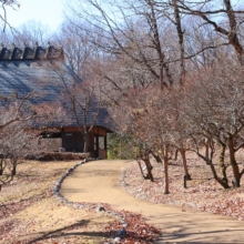 秩父ミューズパーク梅園の画像