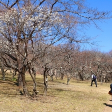 秩父ミューズパーク梅園の画像