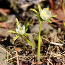 堂上の節分草園の画像