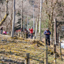 堂上の節分草園の画像