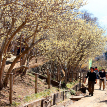 宝登山東ロウバイ園の画像