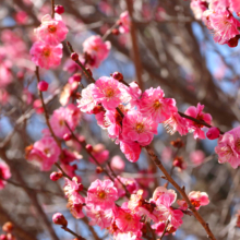 宝登山梅百花園の画像