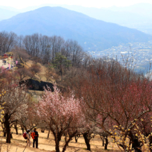 宝登山梅百花園の画像