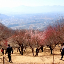 宝登山梅百花園の画像