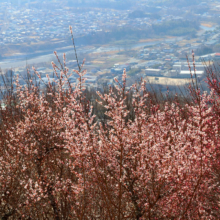 宝登山梅百花園の画像