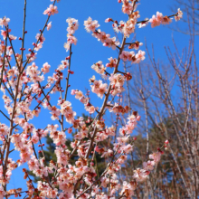 宝登山梅百花園の画像