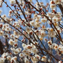 宝登山梅百花園の画像