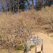 宝登山西ロウバイ園の画像