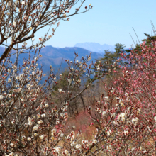 宝登山梅百花園の画像