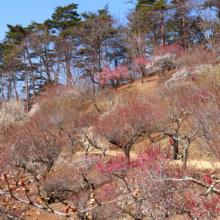 宝登山梅百花園の画像