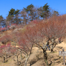 宝登山梅百花園の画像