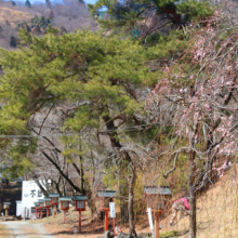 不動寺しだれ梅