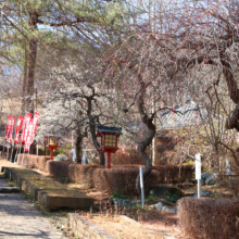 不動寺しだれ梅