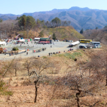 不動寺しだれ梅