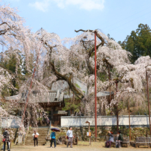 清雲寺しだれ桜見ごろの画像