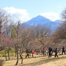 秩父ミューズパーク梅園の画像