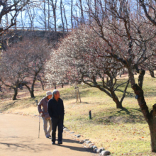 秩父ミューズパーク梅園の画像