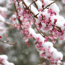 大手の桜の画像