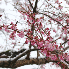 大手の桜の画像