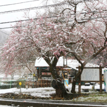 大手の桜の画像