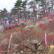 宝登山梅百花園の画像