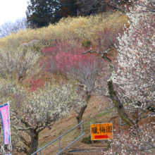 宝登山梅百花園の画像