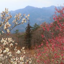 宝登山梅百花園の画像