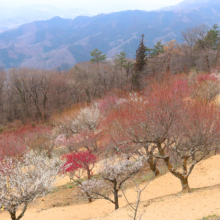 宝登山梅百花園の画像