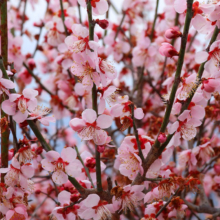 宝登山梅百花園の画像