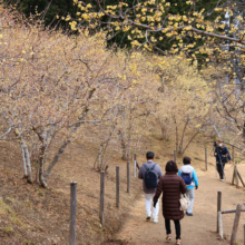 宝登山西ロウバイ園の画像