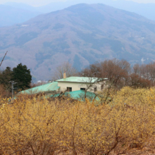 宝登山四季の丘ロウバイの画像