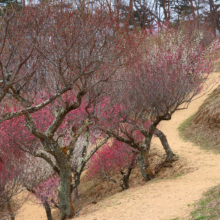 宝登山梅百花園の画像